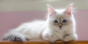サイベリアンはどんな性格の猫？特徴・寿命・値段は？