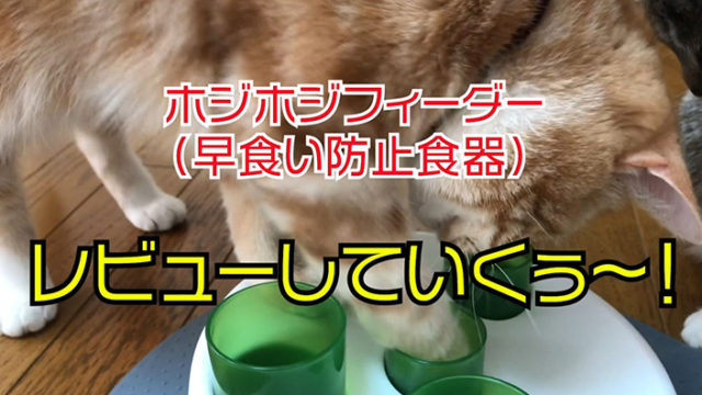 【ホジホジフィーダー】早食いを防止してくれてダイエットにもなる早食い防止食器【catit SENSES2.0】