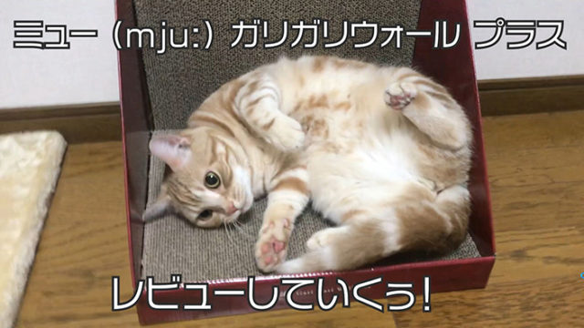 【ミュー (mju:) 爪とぎ ガリガリウォール スクラッチャー プラスレビュー】壁でガリガリしちゃう猫必見!背伸びして思いっきりとぐことができる爪とぎ【動画あり】