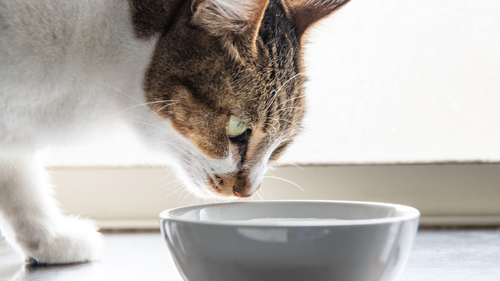 猫用自動給水機の選び方｜6つのポイント