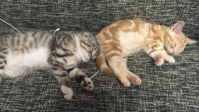 発情期の猫の鳴き声がうるさくて眠れないあなたへ|対策方法を徹底解説!