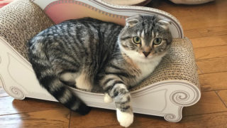 【カリカリーナレビュー】インスタ映えNo.1|超強化ダンボールで作られたハイクラスな爪とぎ【口コミ・感想・評価】