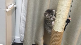 【マルカン どこでもツメとぎタワーSレビュー】爪とぎ部分が交換できるコスパ抜群の麻縄爪とぎ【口コミ・感想・評価】