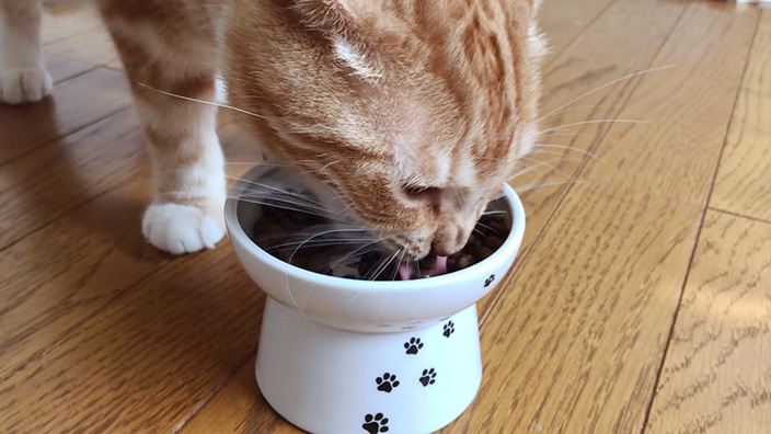 グランツキャットフード商品レビュー_みぃちゃんが食べる