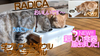 【ラディカ ダブルフードボウル&ウッドテーブル レビュー】高さと傾斜で食べやすく機能性も抜群!スタイリッシュなデザインがかわいい猫用食器【動画あり】