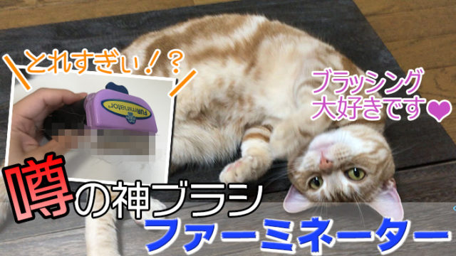 【ファーミネーター_小型猫Sサイズ_レビュー】ハゲないか心配するほど抜群の除毛力を誇るペットブラシ【動画あり】