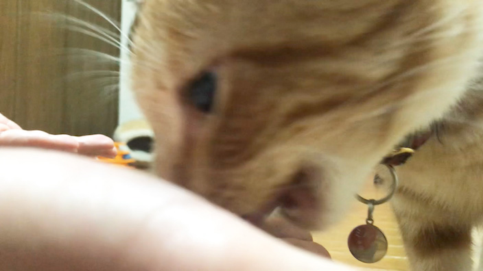 ジャガーキャットフードの口コミ・評判・レビュー_みぃちゃんの試食