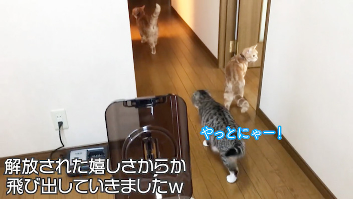 帰宅後も問題なし!
