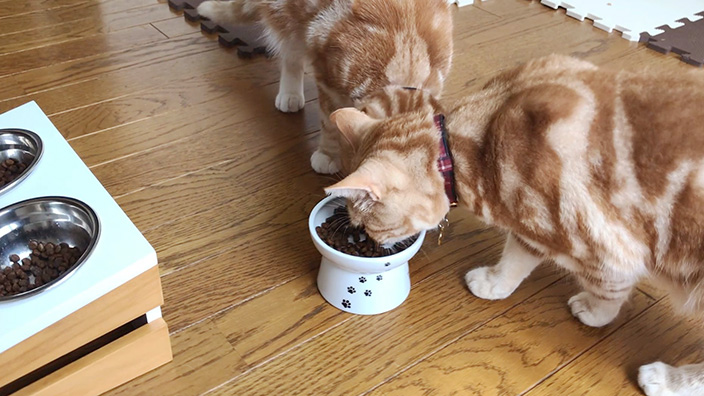 グランツキャットフード商品レビュー_もっちゃん偵察