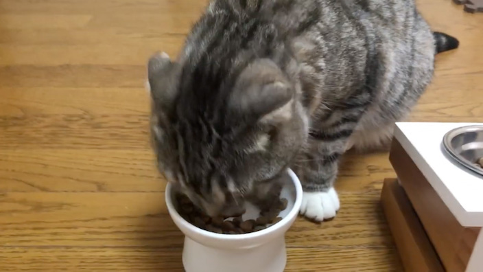 ねこはぐキャットフードの口コミ・評価_りっちゃんが試食