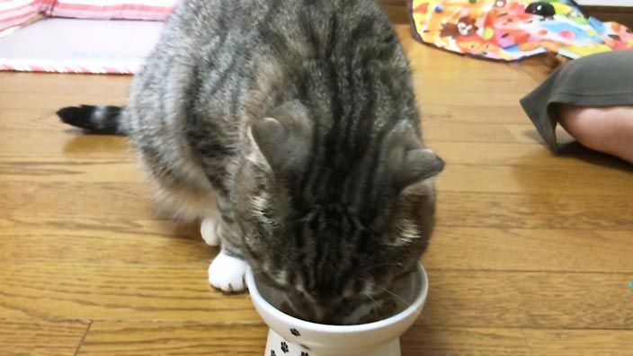 レガリエキャットフードの口コミ・評判_猫の食いつきはどう?|レガリエキャットフードの商品レビュー_1