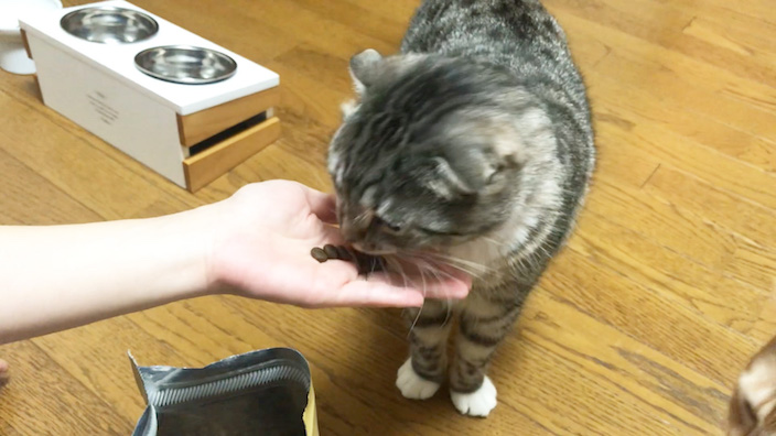 ジャガーキャットフードの口コミ・評判・レビュー_りっちゃんの試食