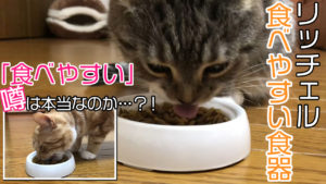 【リッチェル 猫用 食べやすい食器 SS レビュー】コンパクトなのに安定感抜群で食べやすい猫用食器【動画あり】