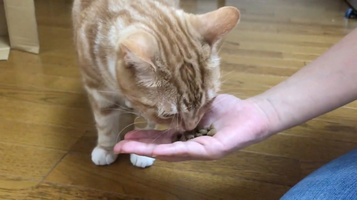 ねこはぐキャットフードの口コミ・評価_みぃちゃん試食1