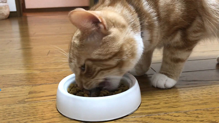 リッチェル 猫用 食べやすい食器 SSのおすすめポイントやイマイチなところ