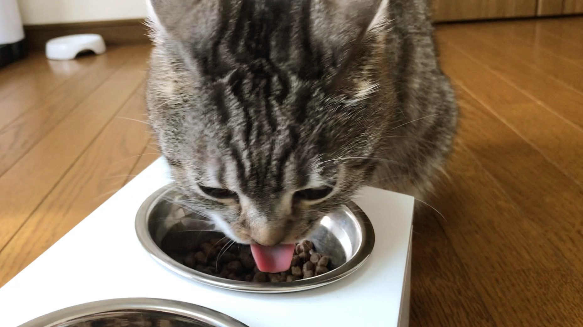 グランツキャットフード商品レビュー_りっちゃんが食べる