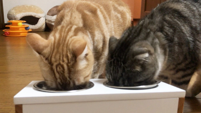 うんちの臭いやおしっこ・体調の変化について|ジャガーキャットフードの商品レビュー