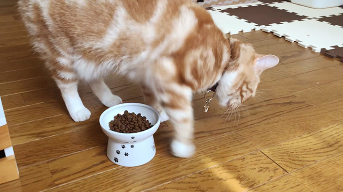 グランツキャットフード商品レビュー_みぃちゃんが餌を隠す