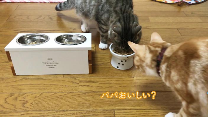 レガリエキャットフードの口コミ・評判_レガリエキャットフードはこんな猫ちゃんにオススメ!