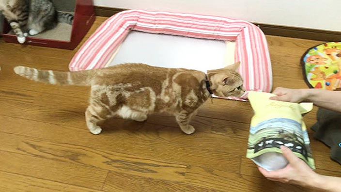 レガリエキャットフードの口コミ・評判_猫の食いつきはどう?|レガリエキャットフードの商品レビュー_4