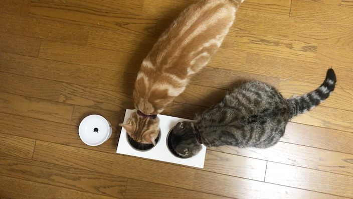 ジャガーキャットフードの口コミ・評判・レビュー_まとめ