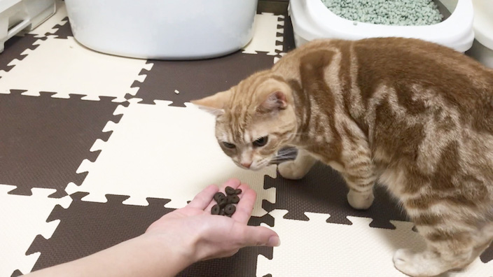 ジャガーキャットフードの口コミ・評判・レビュー_もっちゃんの試食_2