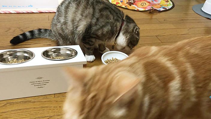 レガリエキャットフードの口コミ・評判_猫の食いつきはどう?|レガリエキャットフードの商品レビュー_2