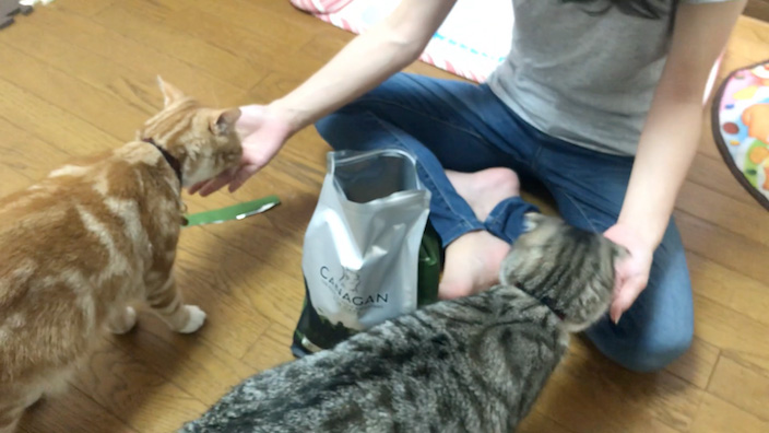 カナガンキャットフードはこんな猫ちゃんにオススメ！