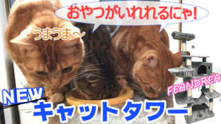 【FEANDREA_キャットタワー】174cmと大きくて猫をひきつけるギミックがたくさんあるキャットタワー【動画あり】