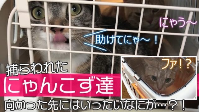 猫の爪とぎ対策を場所ごとに徹底解説 ソファー 絨毯 柱 壁などの具体的な対策がわかる ねここもり