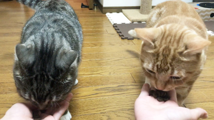 ジャガーキャットフードの口コミ・評判_ジャガーキャットフードはこんな猫ちゃんにオススメ!
