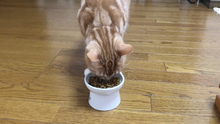 ねこはぐキャットフードの口コミ評価_ねこはぐキャットフードはこんな猫ちゃんにオススメ!