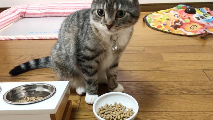 レガリエキャットフードの口コミ・評判_まとめ