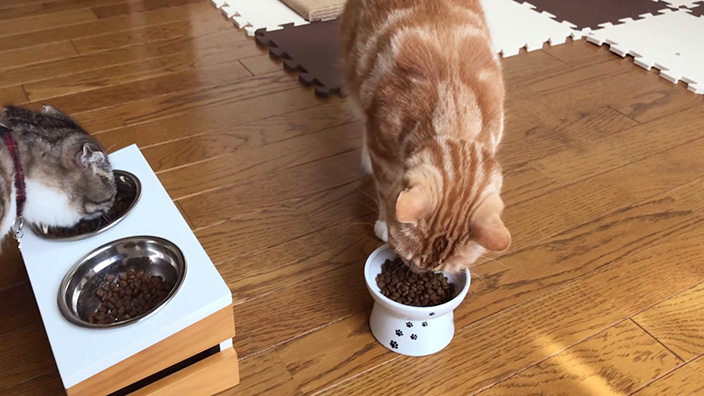 グランツキャットフード商品レビュー_みんなで食べる