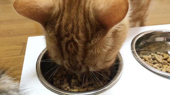 レガリエキャットフードの口コミ・評判_猫の食いつきはどう?|レガリエキャットフードの商品レビュー_3