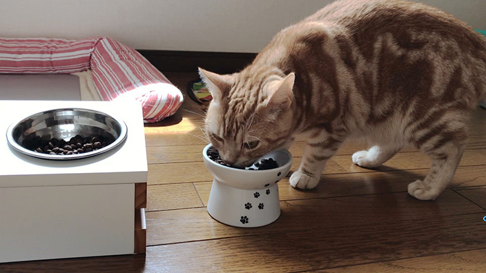 グランツキャットフード商品レビュー_もっちゃんが食べる
