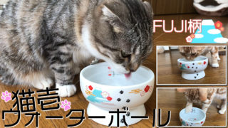 十分な高さと広さで飲みやすいくシンプルなデザインがかわいい猫用水飲み器