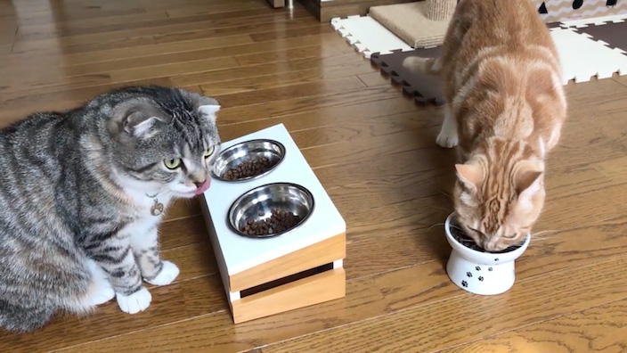 グランツキャットフードはこんな猫ちゃんにオススメ!