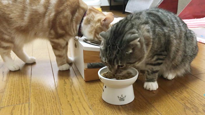 レガリエキャットフードの口コミ・評判_うんちの臭いやおしっこ・体調の変化について|レガリエキャットフードの商品レビュー