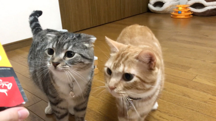 オリジンキャットフードに興味津々な猫たち