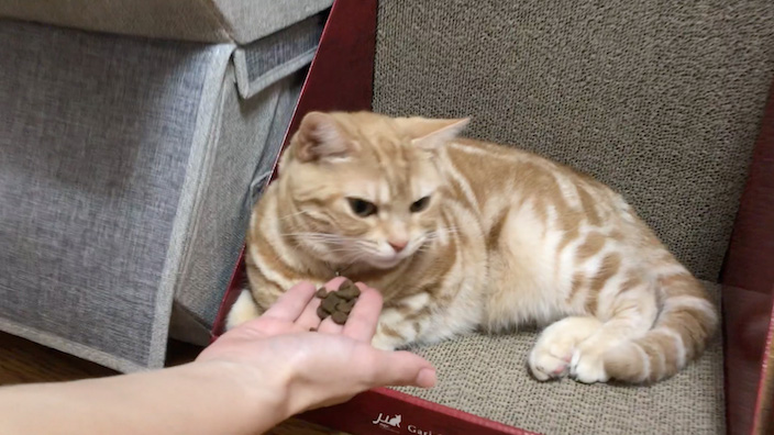 オリジンキャットアンドキティを拒むもっちゃん