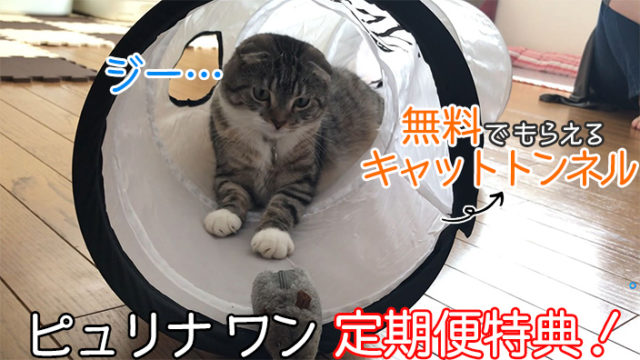 【ピュリナワン_キャットトンネル_レビュー】ピュリナワン定期便購入でもらえるキャットトンネルで遊んでみた【動画あり】