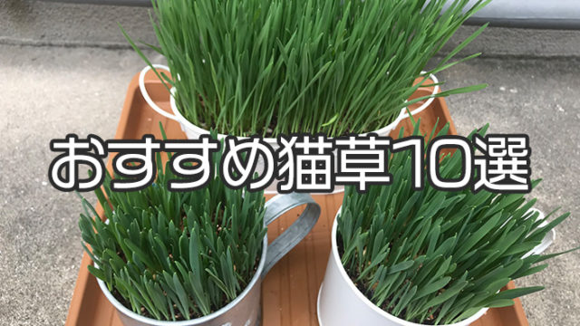 【愛猫家イチオシ】猫草おすすめ10選|猫草の種類や選び方を詳しく解説!