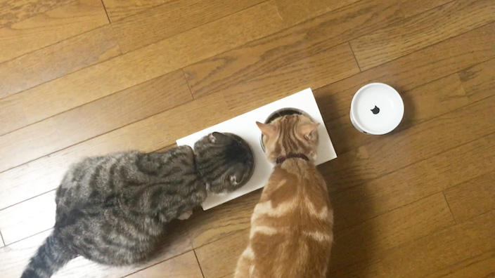 ニュートロはこんな猫ちゃんにオススメ！