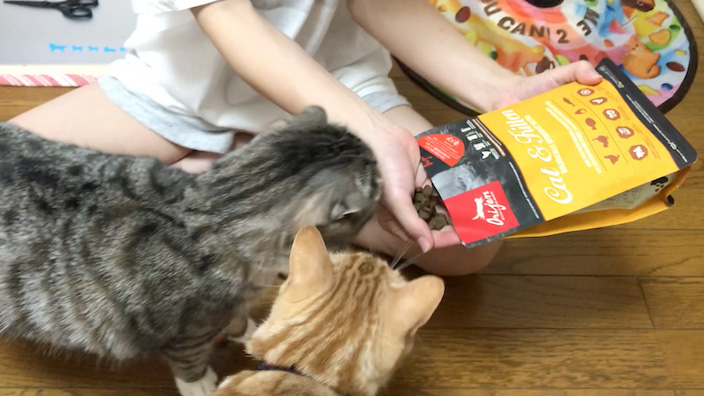 オリジンキャットフードはこんな猫ちゃんにオススメ！