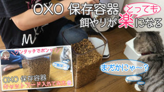 【OXO 保存容器レビュー】キャットフードの酸化が防げる密閉可能な保存容器【動画あり】