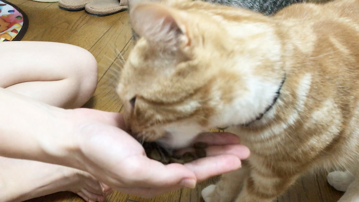 オリジンキャットフードを試食するみぃちゃん