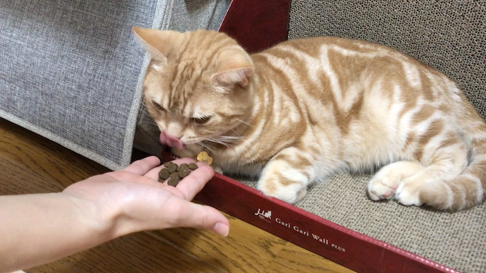 オリジンキャットアンドキティの匂いを嗅ぐもっちゃん