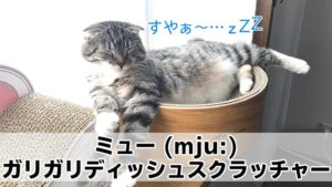 【ミュー (mju) ガリガリディッシュスクラッチャー レビュー】高級感ある木目調がかっこいい猫の爪とぎ