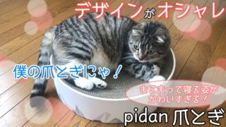 【pidan スクラッチャー 猫ベッド レビュー】オシャレなデザインでくつろぎスペースにも使える猫の爪とぎ【動画あり】